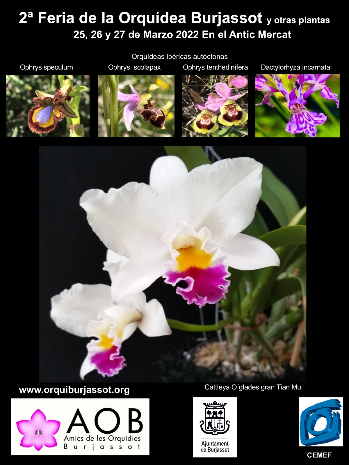 Plagas y enfermedades enemigas de las orquídeas – Asociación de Amigos de las Orquídeas de Burjassot