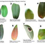 Colores y manchas en las hojas de las orquídeas (información obtenida de diversas páginas de facebook)