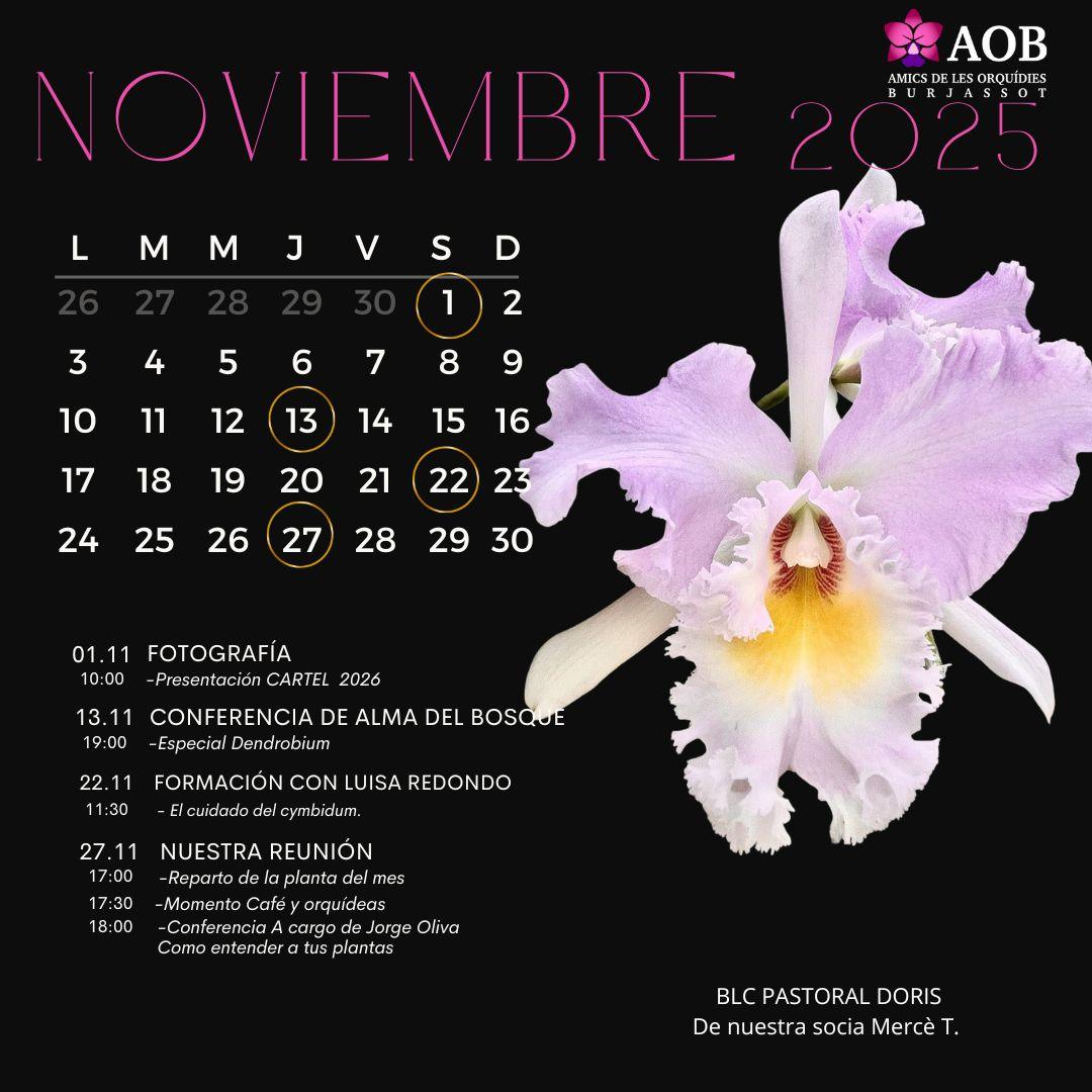 Actividades de Noviembre